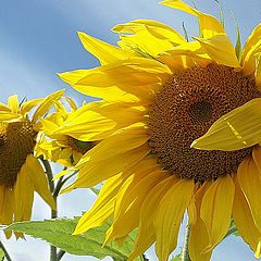 photo "Summer, wind and Sunflowers"