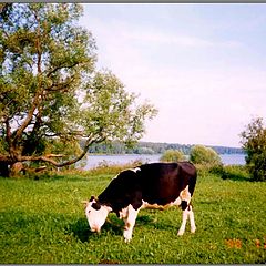 photo "The cow"