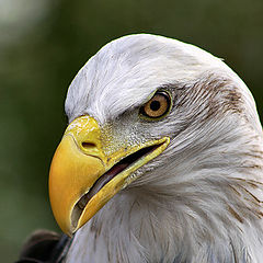 photo "Eagle Eye"