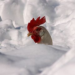 фото "Froze Chicken :-)"