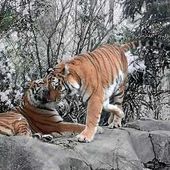 photo "Tigers"