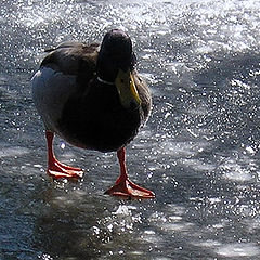 фото "Duckling on ice"