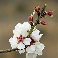 photo "Flower of the almond tree"