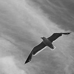 photo "Seagull"