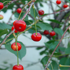 фото "Cherries"