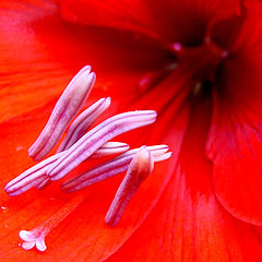 photo "RED"