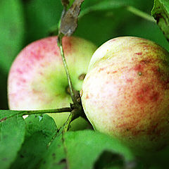 фото "Осенние яблоки"