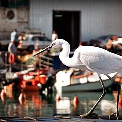 фото "Port Yaffo"