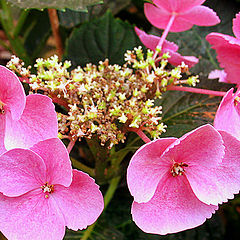 photo "***"
