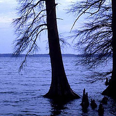 photo "Reelfoot Lake Tennessee"