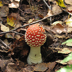 photo "Fly agaric"