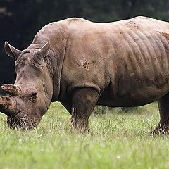 фото "Rhino !"