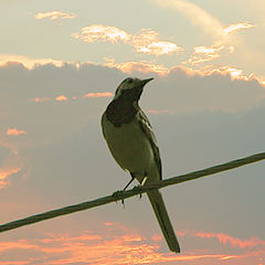 photo "Seeing off leaving day"