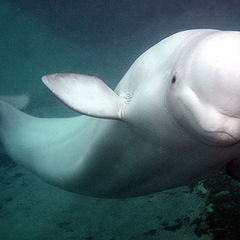 photo "Beluga whale!"