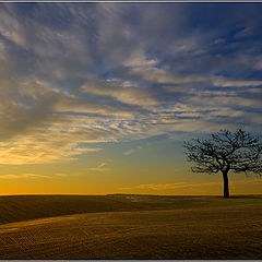 photo "tree"