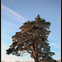 photo "Portrait of the pine"