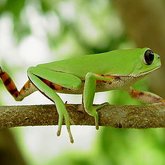 photo "Tree frog - Phyllomedusa hypochondrialis"