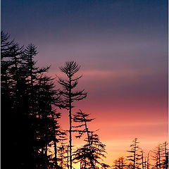 photo "wood sunset"