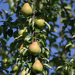 photo "Pears"