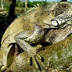 photo "Lizard or Dragon?"