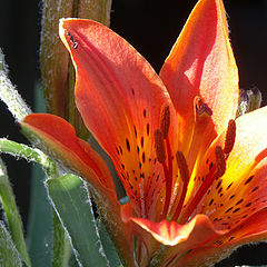 photo "Lilium"