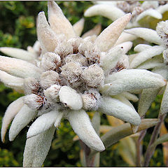 photo "Edelweiss Alpine"