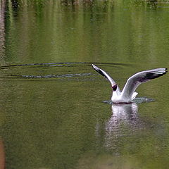 photo "Jamps on water"