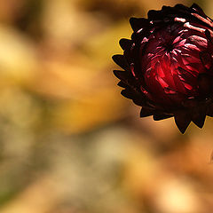 photo "bessmertnik in the fall"