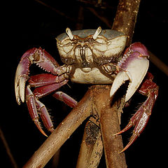 фото "A Crab on the Mangrove tree"