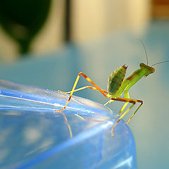 photo "Praying mantis"