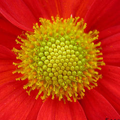 photo "chrysanthemum"