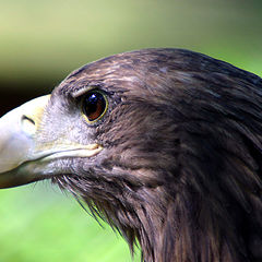 фото "an eagle"