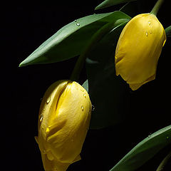 photo "tulipanes amarillos"