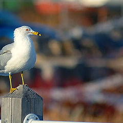 photo "Under the Sun"