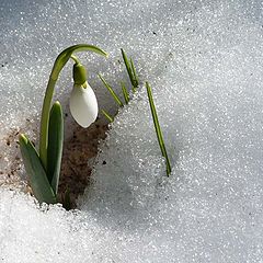 photo "Snowdrop"