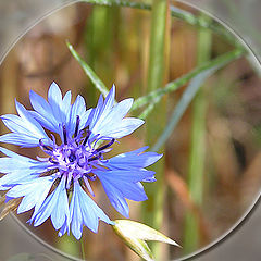 photo "Cornflower for you"