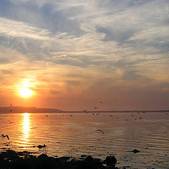 photo "time for seaguls"