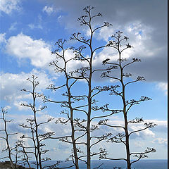 photo "Ttrees to the sky"