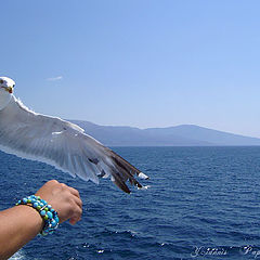фото "Sea gull Greece"