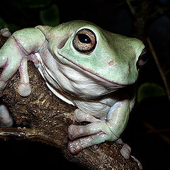 photo "Old fellow Bobby"