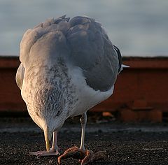 фото "Seagull with food"