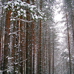 photo "Winter pine forest"