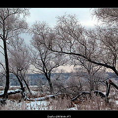 фото "Graphics of the Winter # 7"