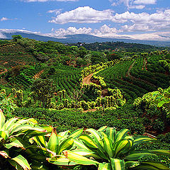 фото "Coffee plantations. Costa Rica"