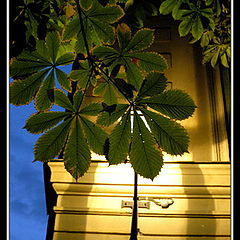 photo "Chestnut"