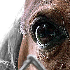photo "Innervision"