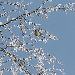 photo "Tomtit"