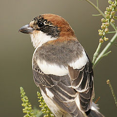 photo "Woodchat Shrike - Lanius senator"