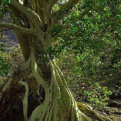 photo "tree"