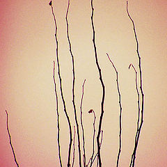 photo "Branches"